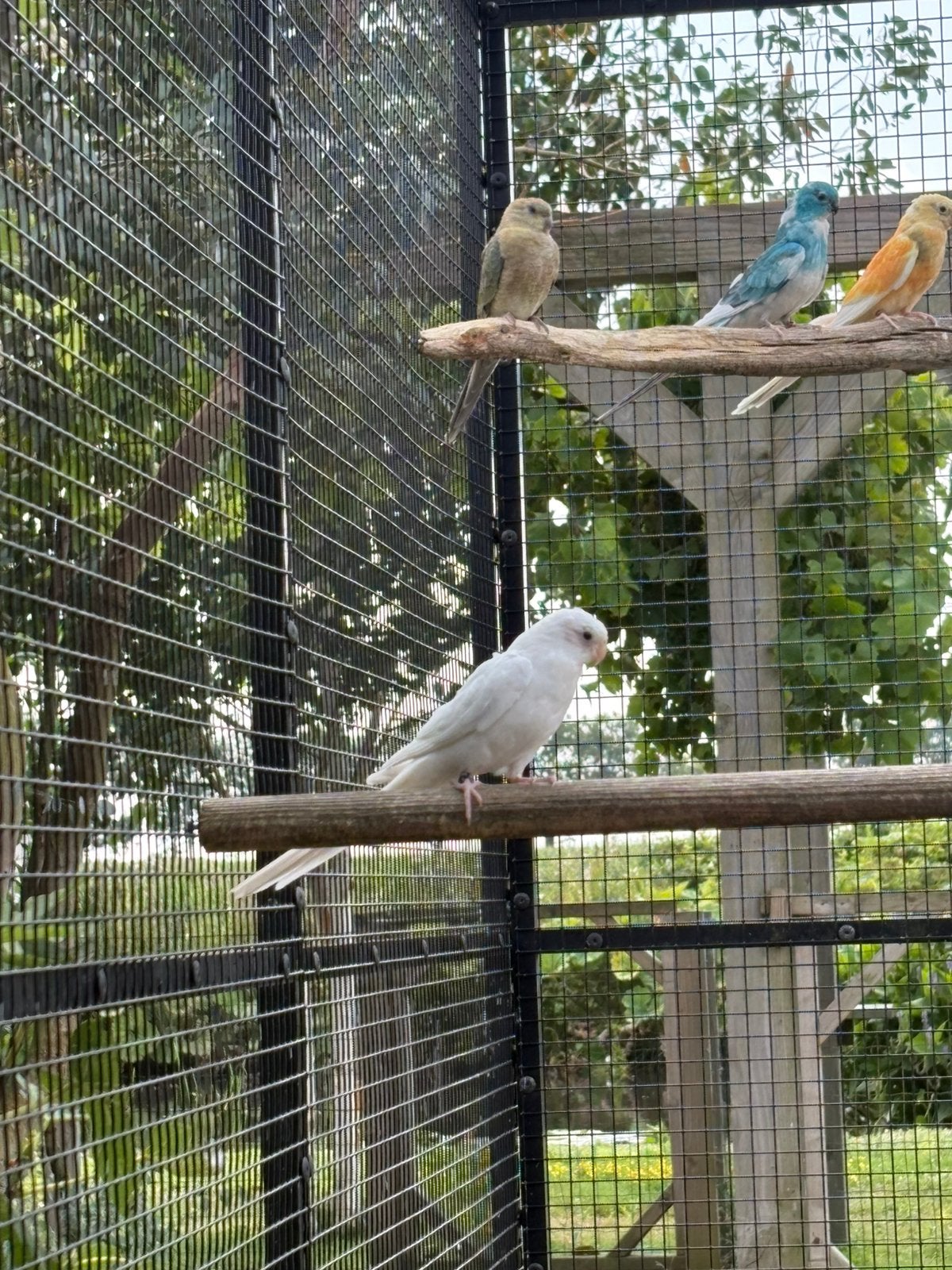 Roodruggen mutatie, Dieren en Toebehoren, Vogels | Parkieten en Papegaaien, Mannelijk, Parkiet