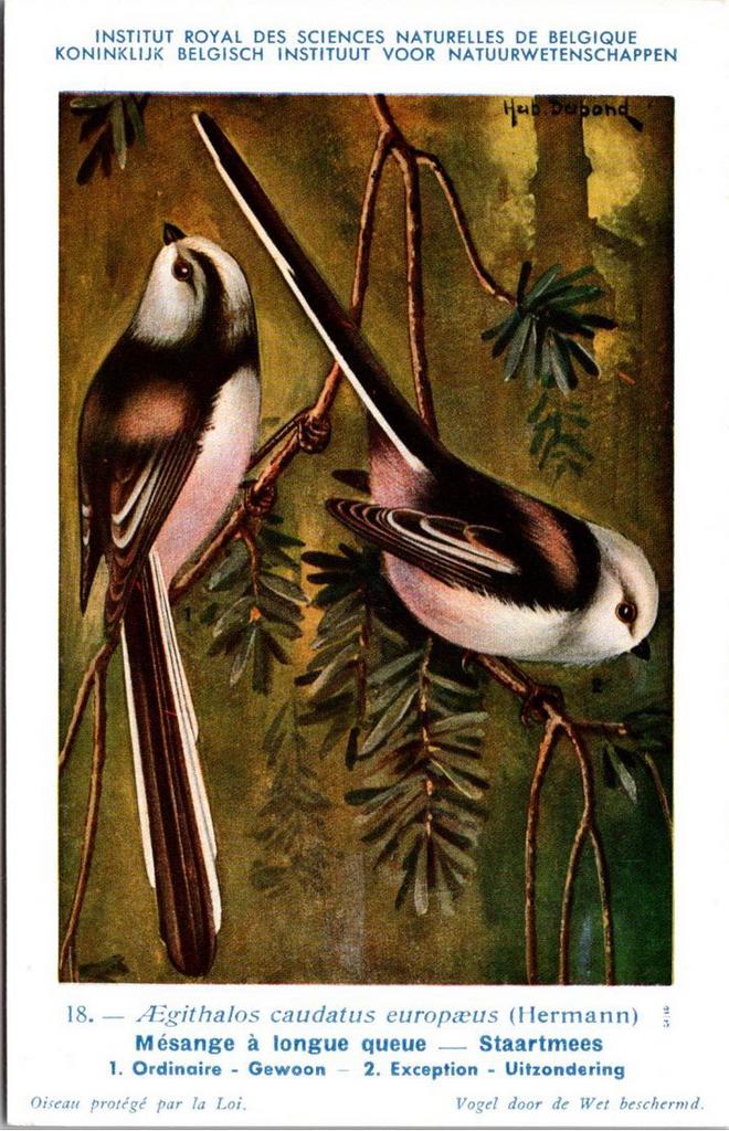Staartmees / Long-tailed Tit – Nº 18 – (KBIN / IRSNB), Verzenden, 1940 tot 1960, Ongelopen, Vogel