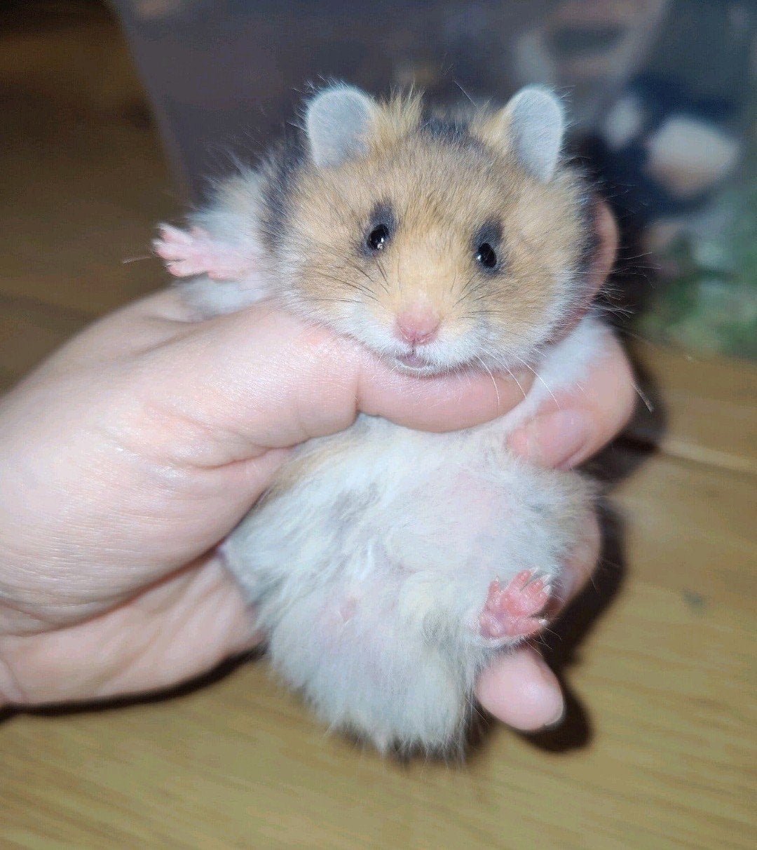 Lieve goud witband langhaar baby hamster, Man, Dieren en Toebehoren, Hamster, Augustus, Mannelijk, Tam
