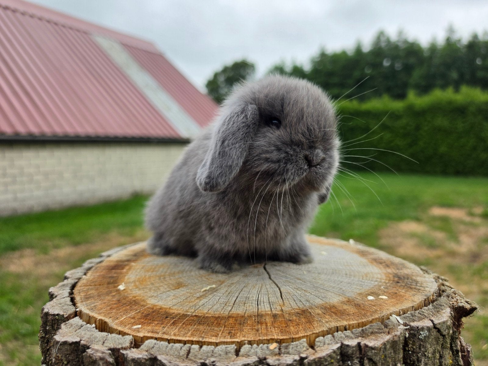 Raszuivere minilop konijntjes, Dieren en Toebehoren, Meerdere dieren, Dwerg, Hangoor, 0 tot 2 jaar