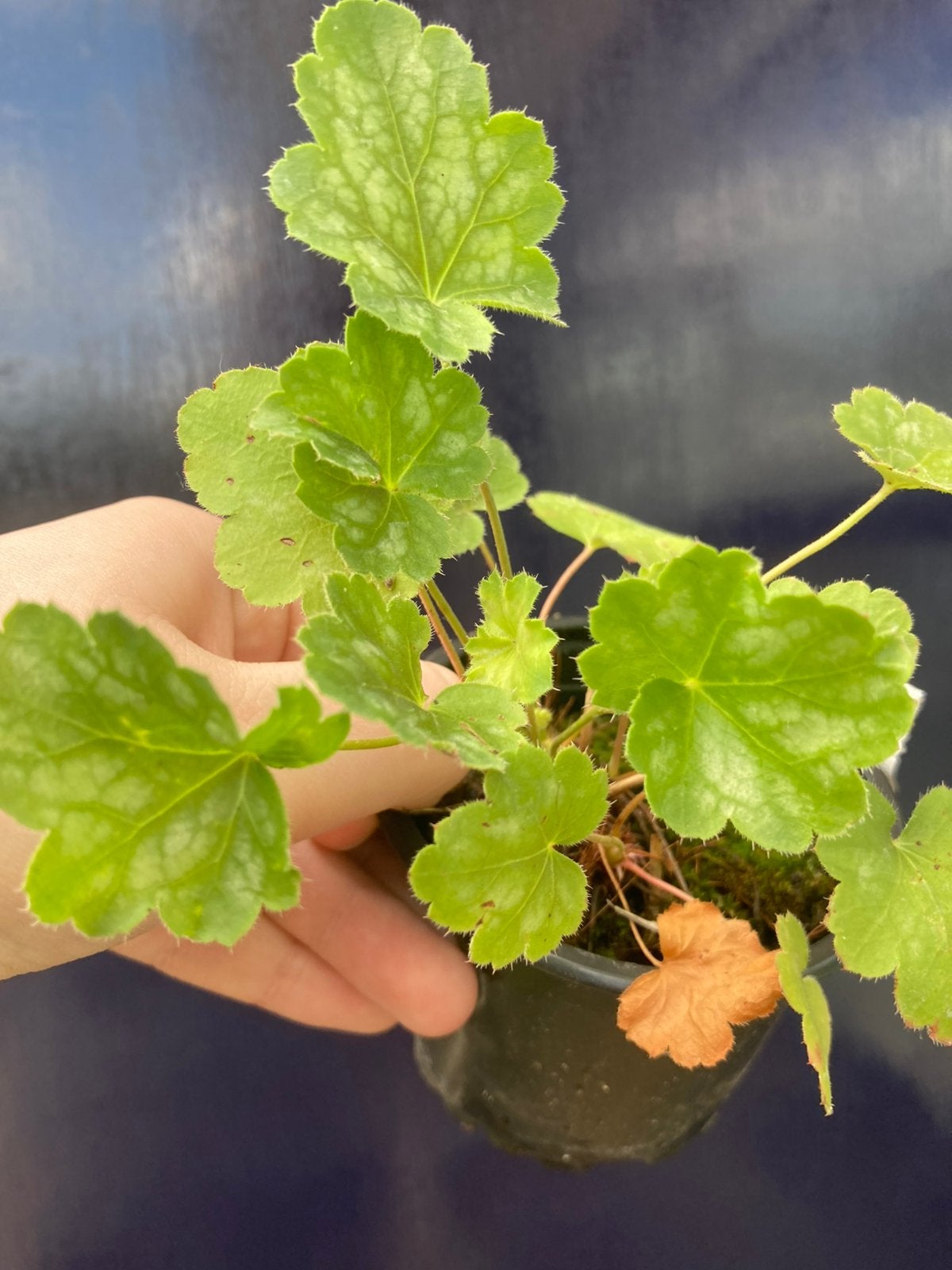 Purperklokje, Ophalen, Zomer, Vaste plant, Overige soorten