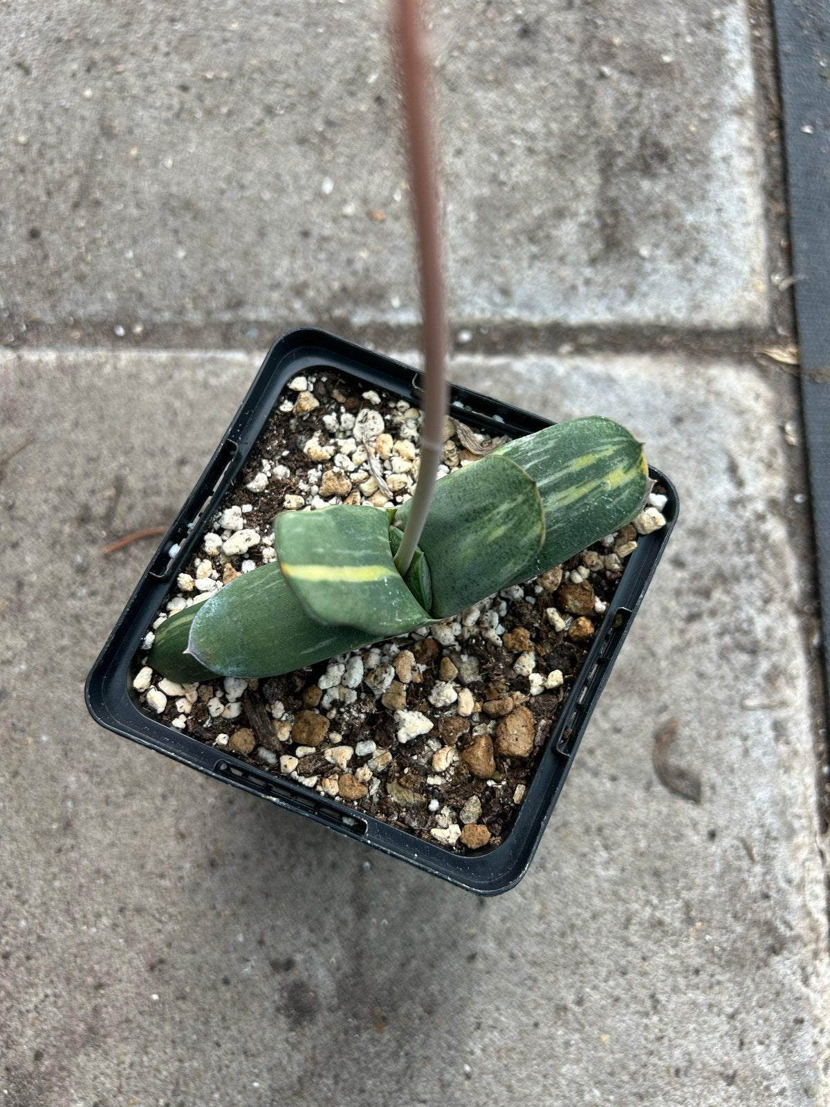 Gasteria glomerata variegata - vetplant, Overige soorten, Volle zon, Vaste plant, Ophalen of Verzenden