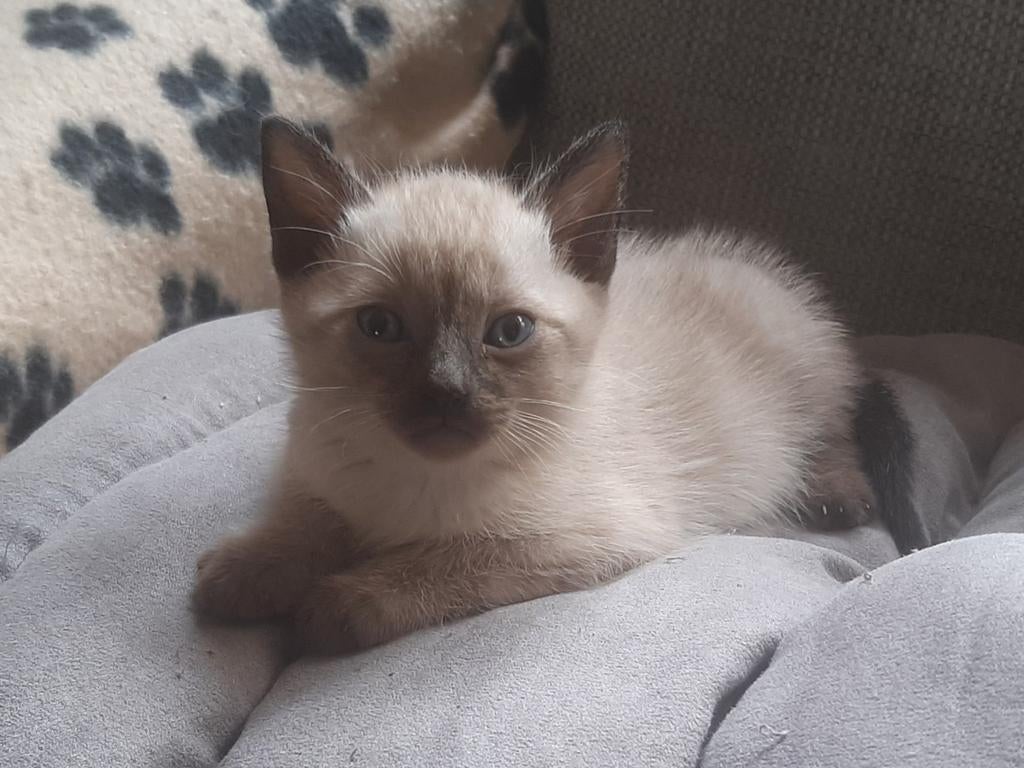 Thai sealpoint siamezen kittens, Meerdere dieren