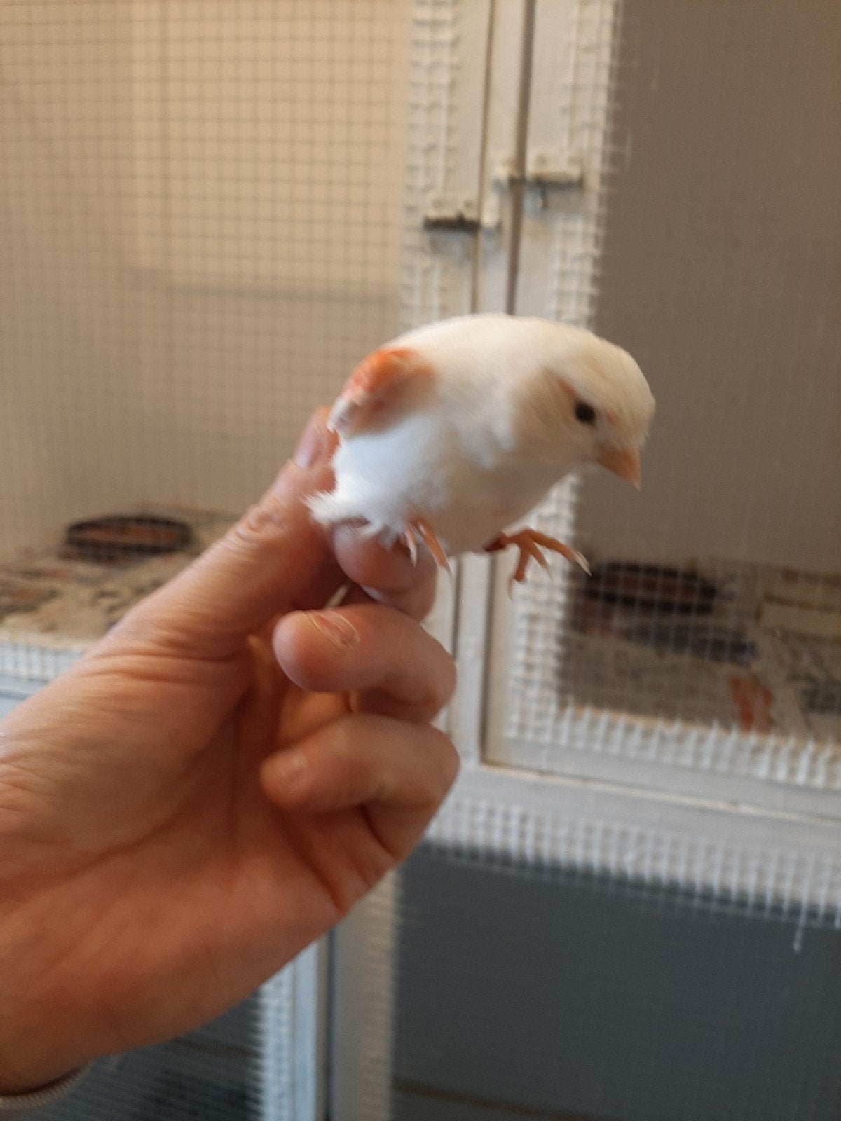 T.k. mooie koppels harlekijn kanaries 2025/ 2026, Dieren en Toebehoren, Vogels | Kanaries, Meerdere dieren, Kleurkanarie