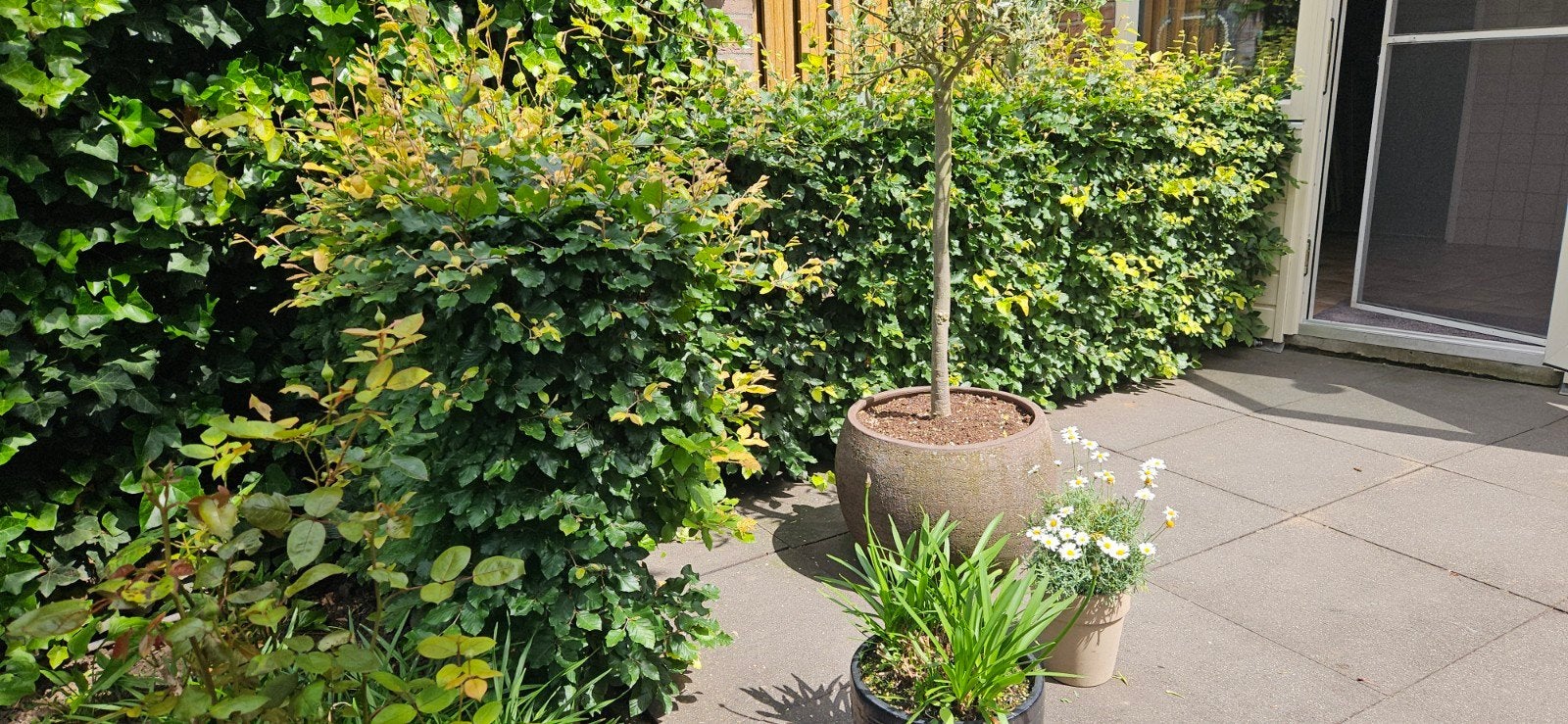 Frisse beukenhaag GRATIS, Tuin en Terras, Planten | Struiken en Hagen, Ophalen of Verzenden, Beukenhaag, 100 tot 250 cm