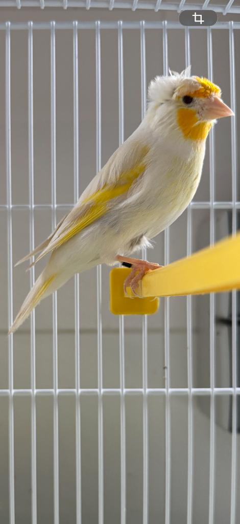 Bastaard putter man met één kuif van 2025, Dieren en Toebehoren, Vogels | Overige Vogels, Mannelijk, Wildzangvogel, Geringd