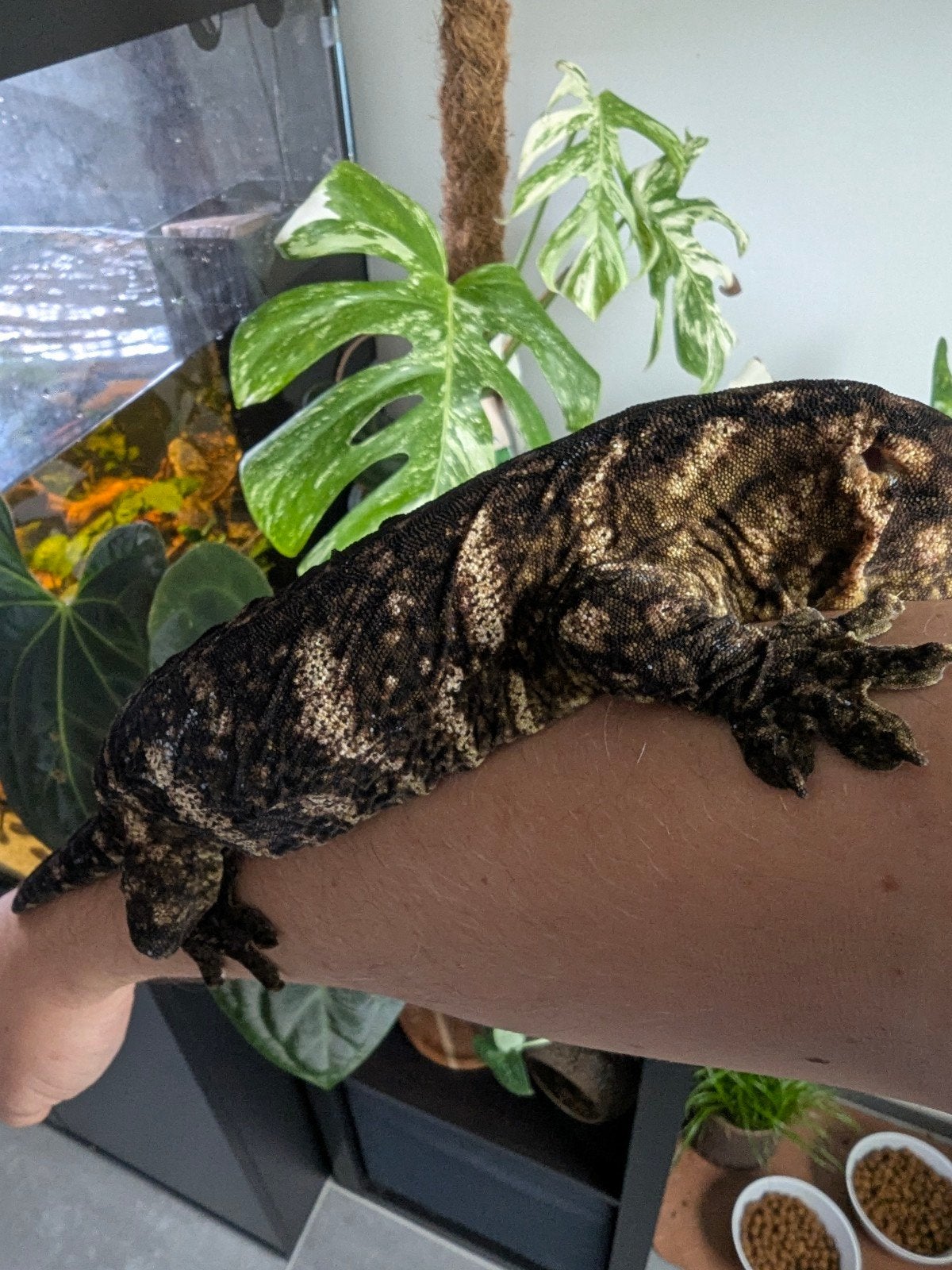 leachianus gekko, Dieren en Toebehoren