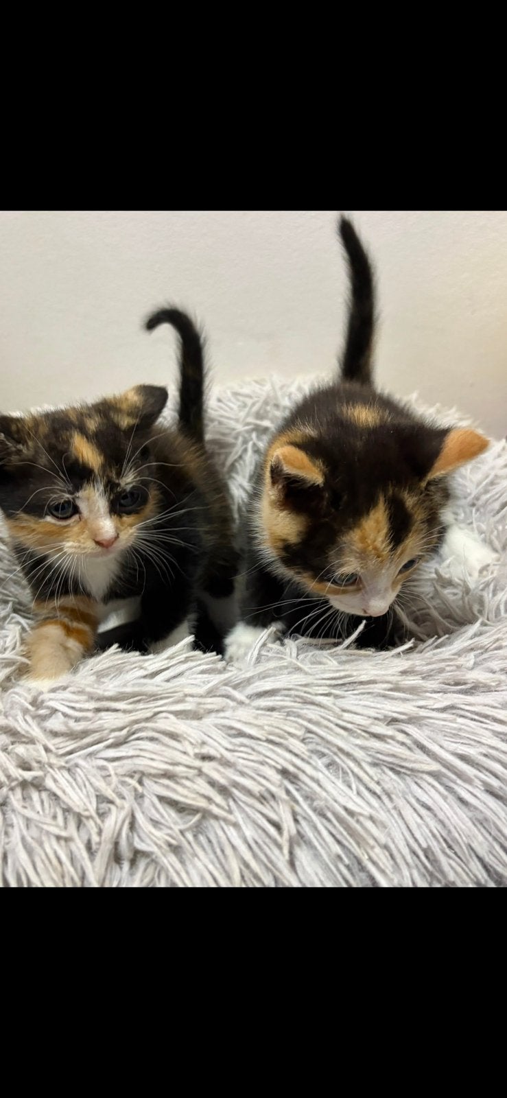 Kitten, Meerdere dieren, Kortharig, 0 tot 2 jaar