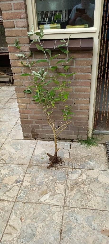 Te koop vlinderstruik (paars), Ophalen, Overige soorten, Volle zon