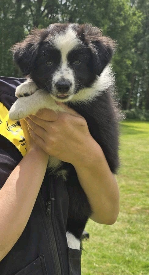 Fci Border Reu 11 weken, Dieren en Toebehoren, Honden | Niet-rashonden, Teef, Fokker | Hobbymatig, Eén hond, Nederland, 8 tot 15 weken