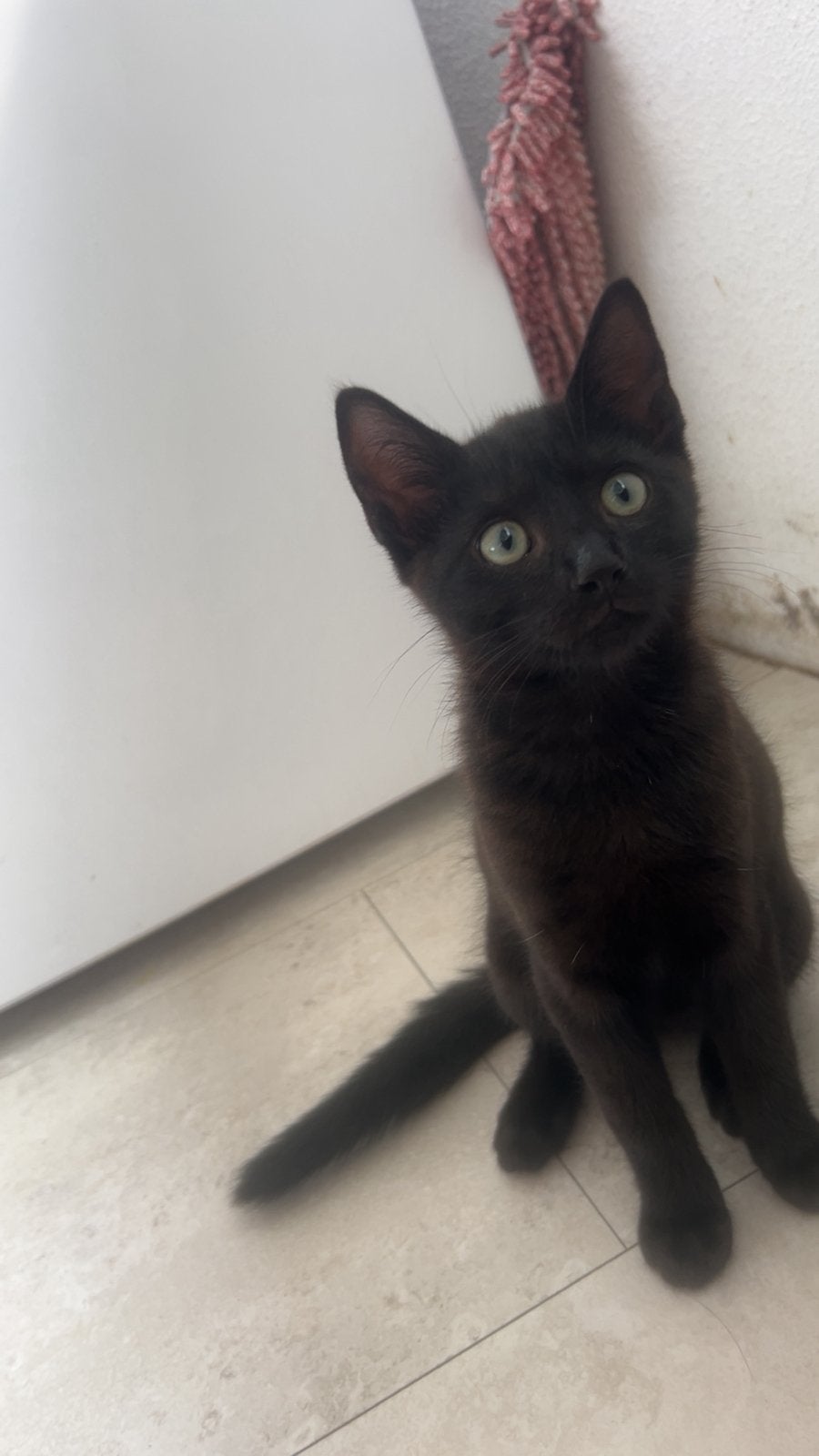 Kittens