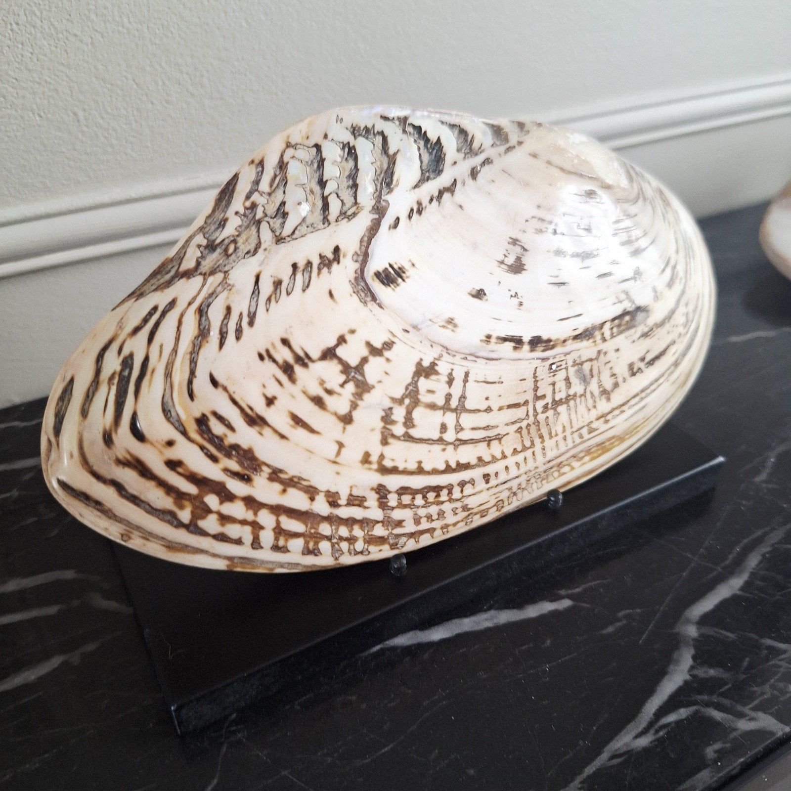 Grote gave parelmoer creme met groen schelp op stand, Nieuw, Ophalen of Verzenden, X, X