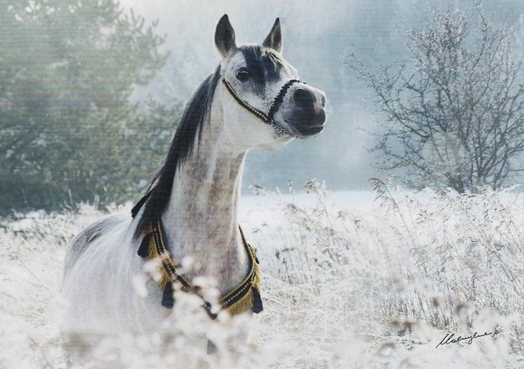 Paard 29, Verzenden, 1980 tot heden, Ongelopen, Paard