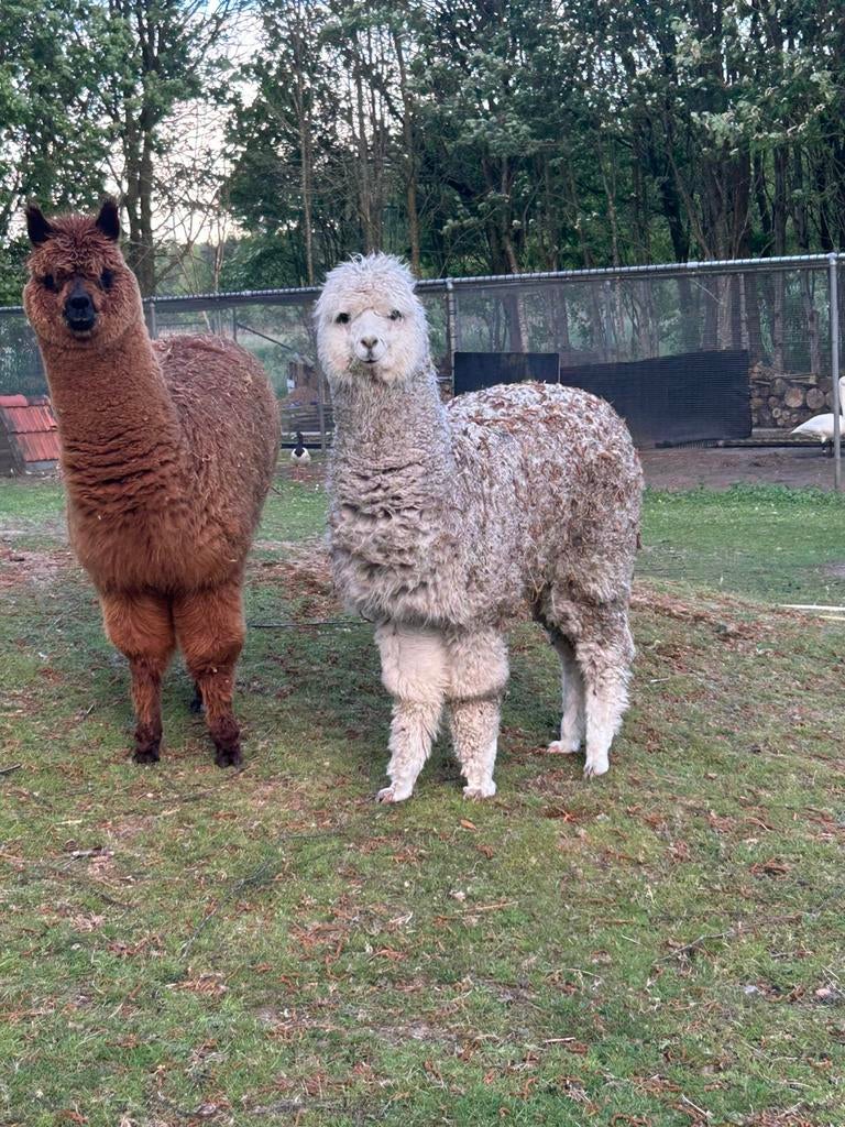 2 mooie witte merrie veulens, Dieren en Toebehoren, Overige Dieren, September, Vrouwelijk