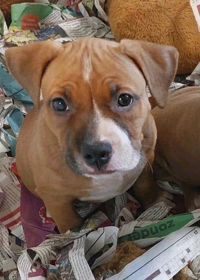 american bully pocket bully 12 weken laatste teefje bieden, Dieren en Toebehoren, Parvo, Overige rassen, 8 tot 15 weken, Meerdere