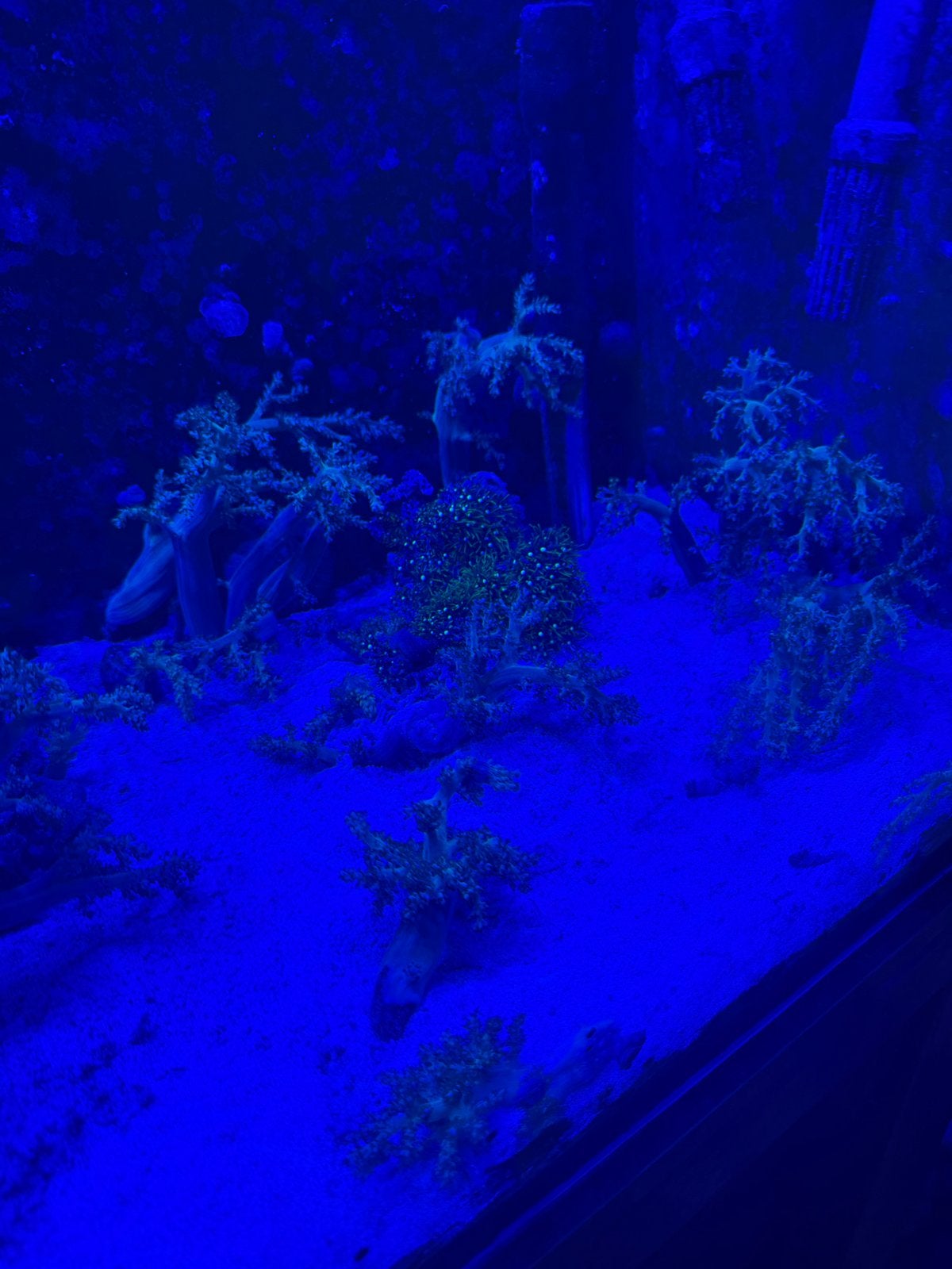 Zee aquarium inhoud tekoop vissen koraal levendsteen, Dieren en Toebehoren