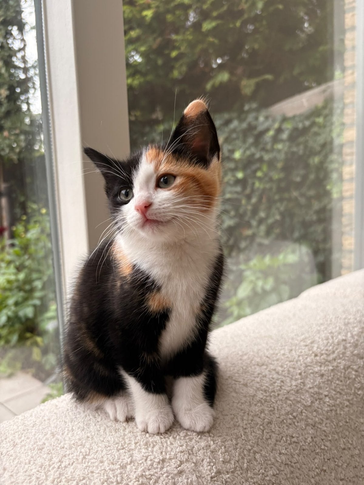 Lapjes kitten vrouwtje te koop, Poes, Kortharig, 0 tot 2 jaar