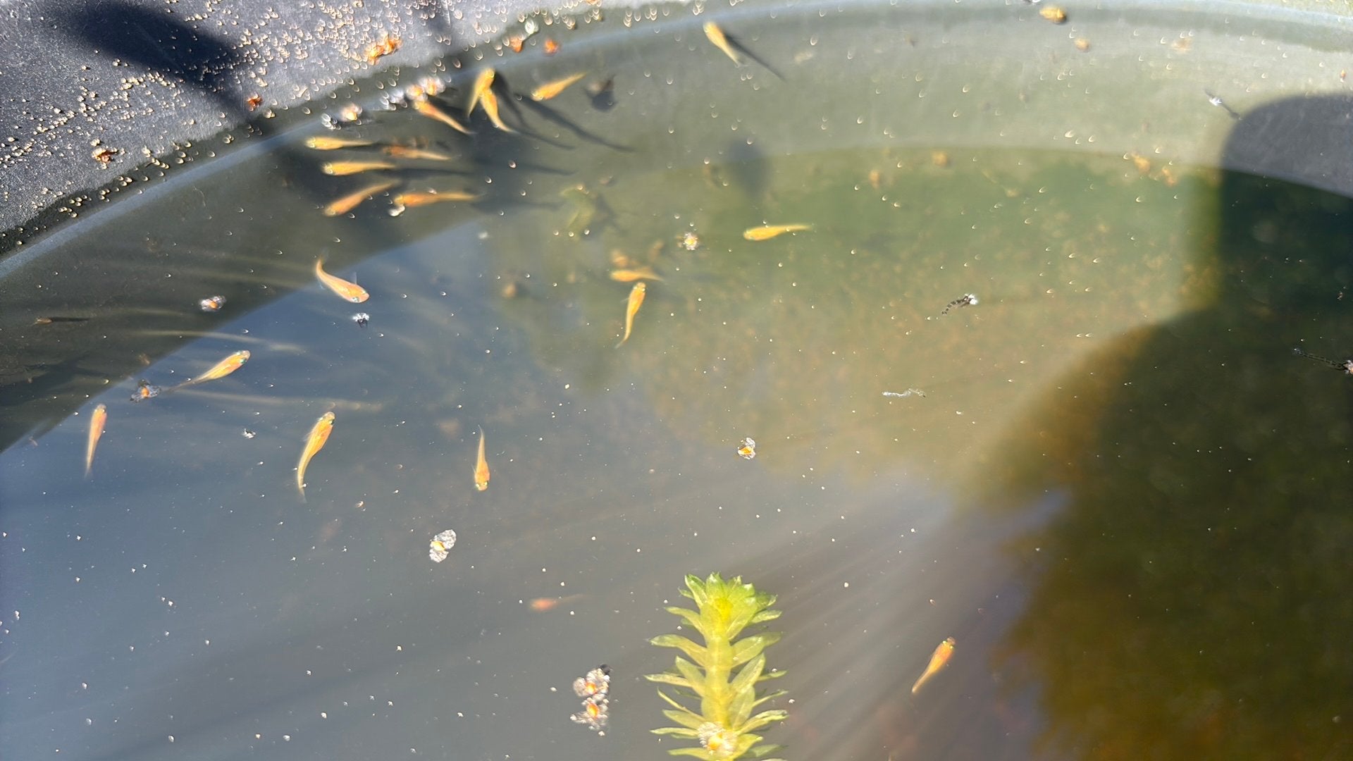 Mooie jonge medaka yellow ca. 1,5 cm groot, Dieren en Toebehoren, Overige soorten