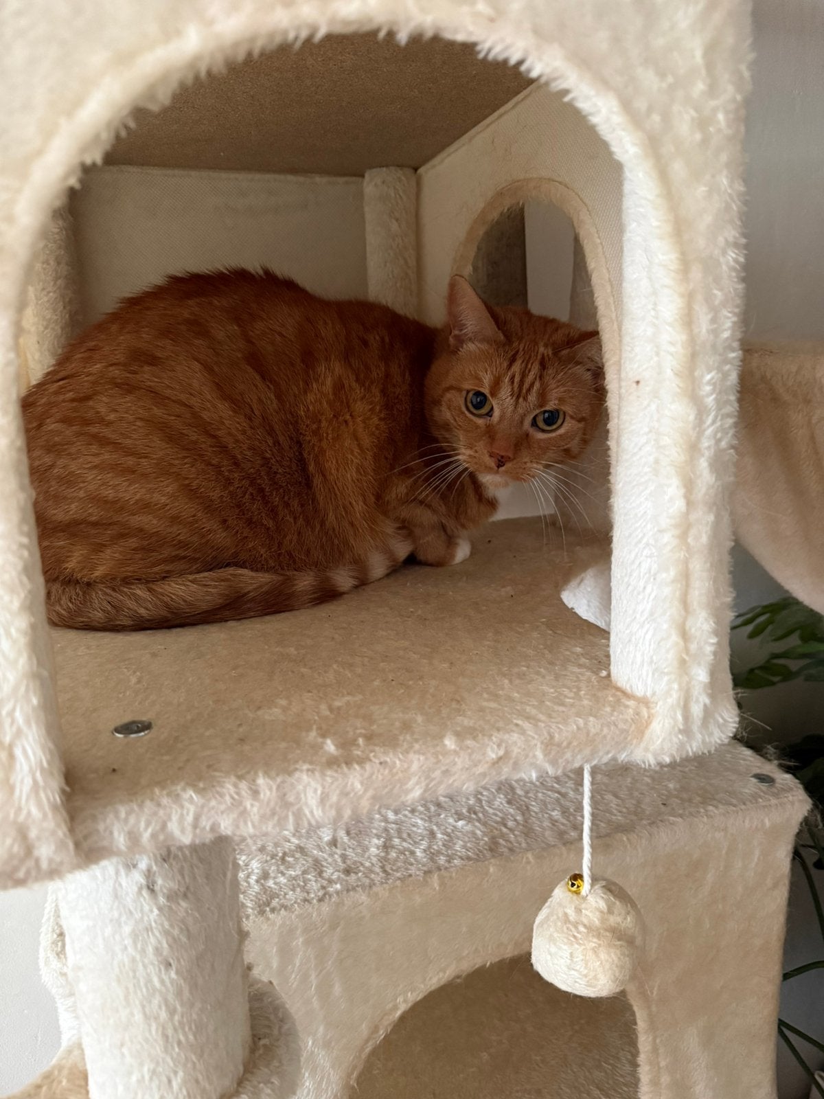 Lieve kat ter adoptie aangeboden, Dieren en Toebehoren, Poes
