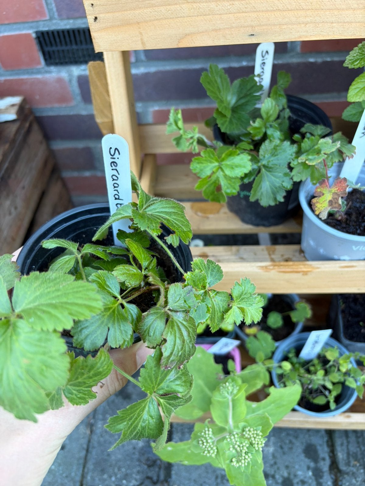 2x sieraardbei - beschikbaar in plantenbieb, Tuin en Terras, Ophalen, Vaste plant, Bodembedekkers