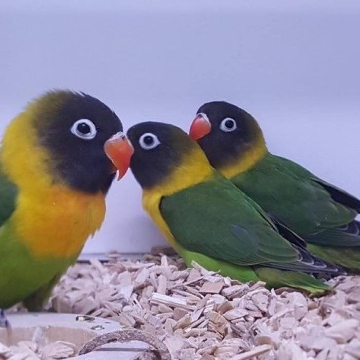 Agapornis personata, Meerdere dieren, Dwergpapegaai of Agapornis