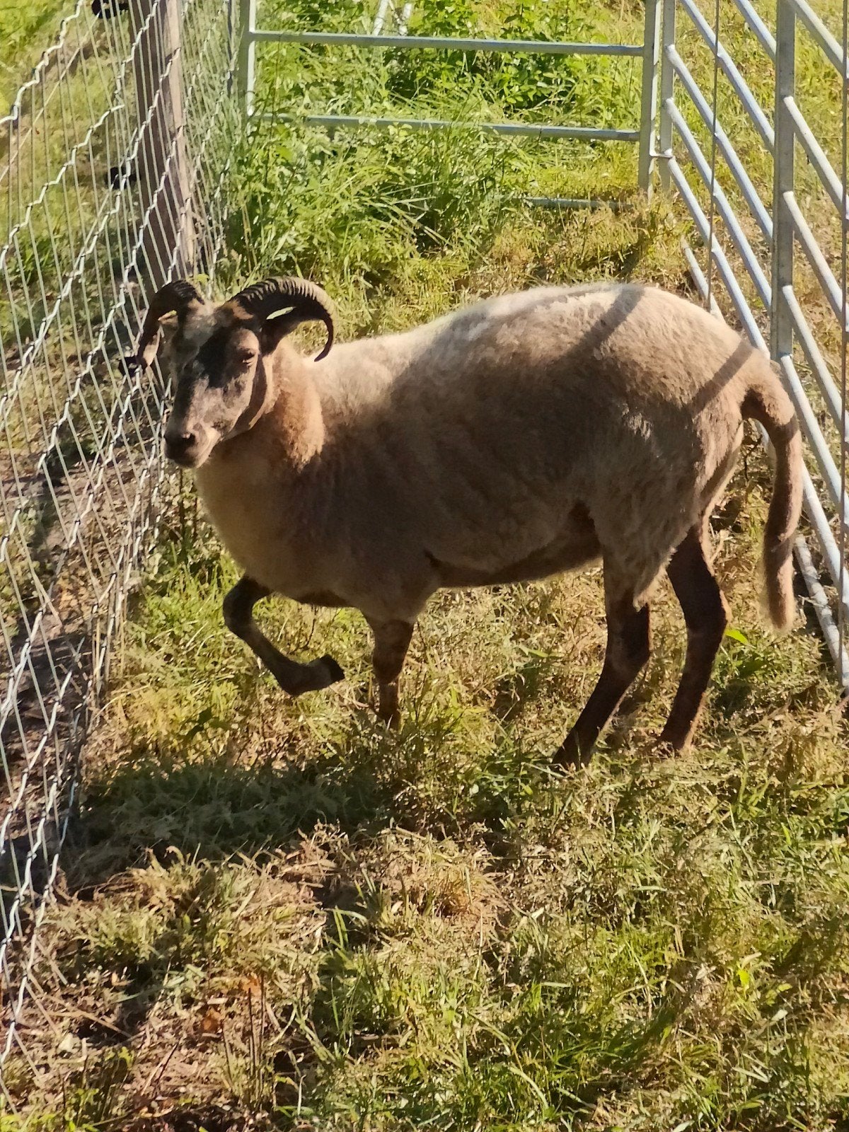 Drentse heideschaap ooien en rammen voor begrazing, alleen u, Dieren en Toebehoren, Schapen, Geiten en Varkens, Meerdere dieren