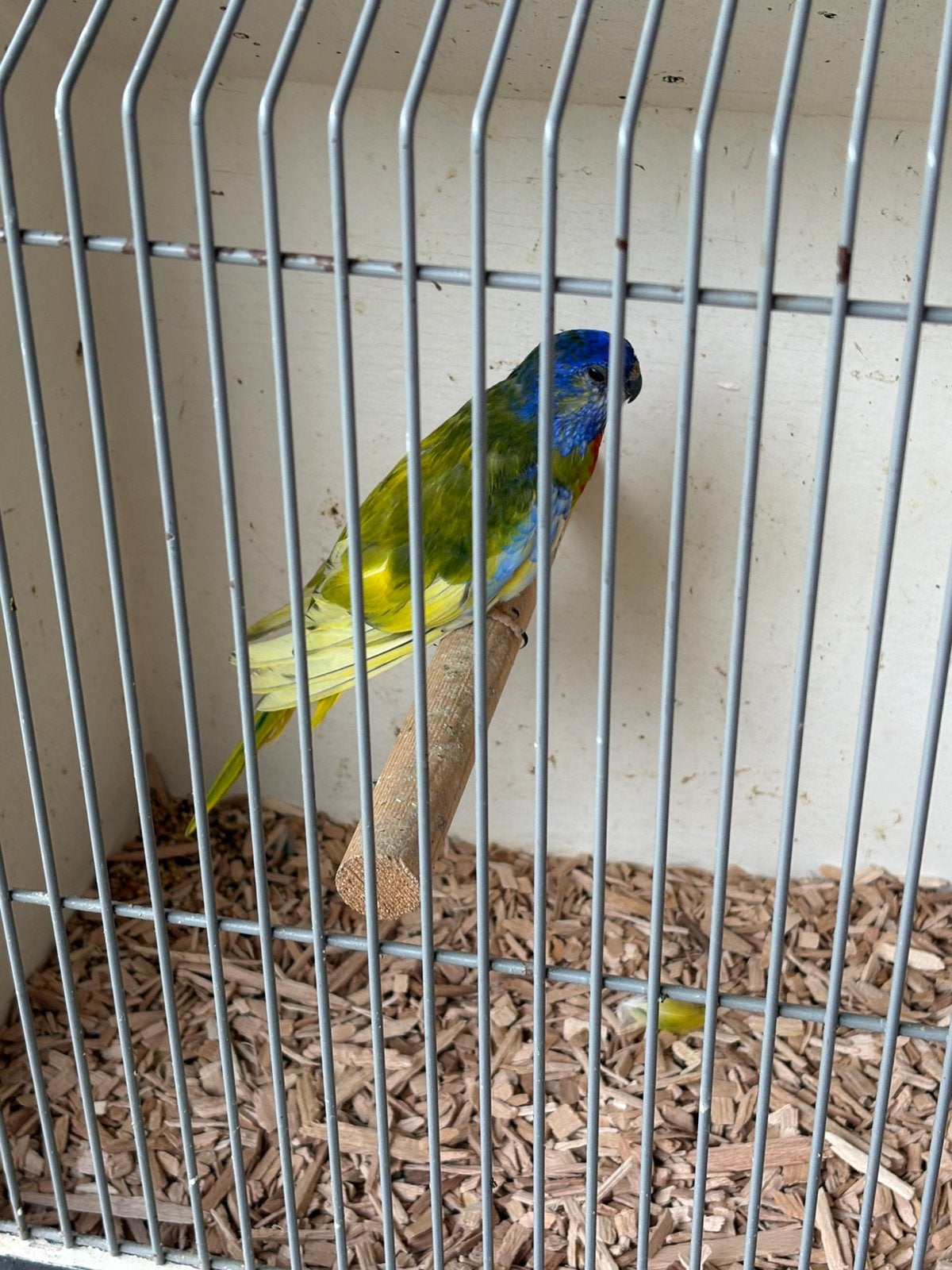 Splendid, Dieren en Toebehoren, Vogels | Parkieten en Papegaaien, Mannelijk, Parkiet, Geringd