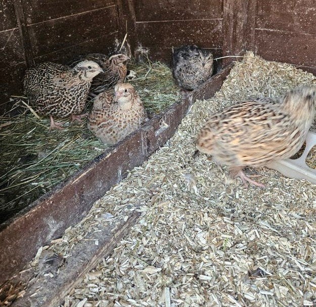 Jonge handtamme Japanese kwartelhennen 4-5 maanden oud, Dieren en Toebehoren, Meerdere dieren, Overige soorten