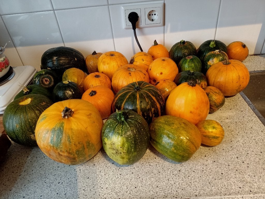 25 stuks eetbare of voor sier.  pompoenen, Ophalen of Verzenden, Voorjaar, Volle zon