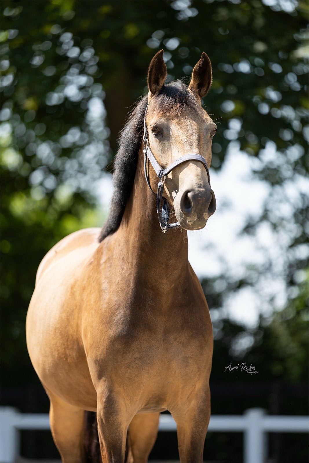 Knappe en zelf gefokte 2 jarige D pony merrie te koop, Dieren en Toebehoren, Pony's, Merrie, Met stamboom, Dressuurpony, 0 tot 2 jaar