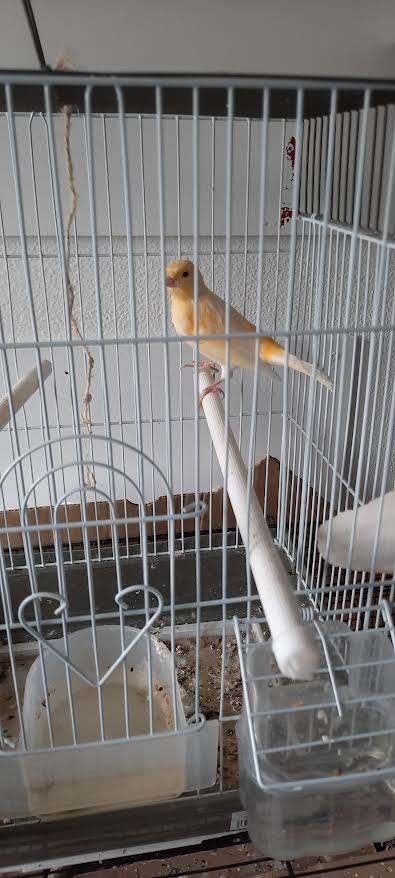 vogel, Dieren en Toebehoren, Vogels | Kanaries, Mannelijk, Kleurkanarie