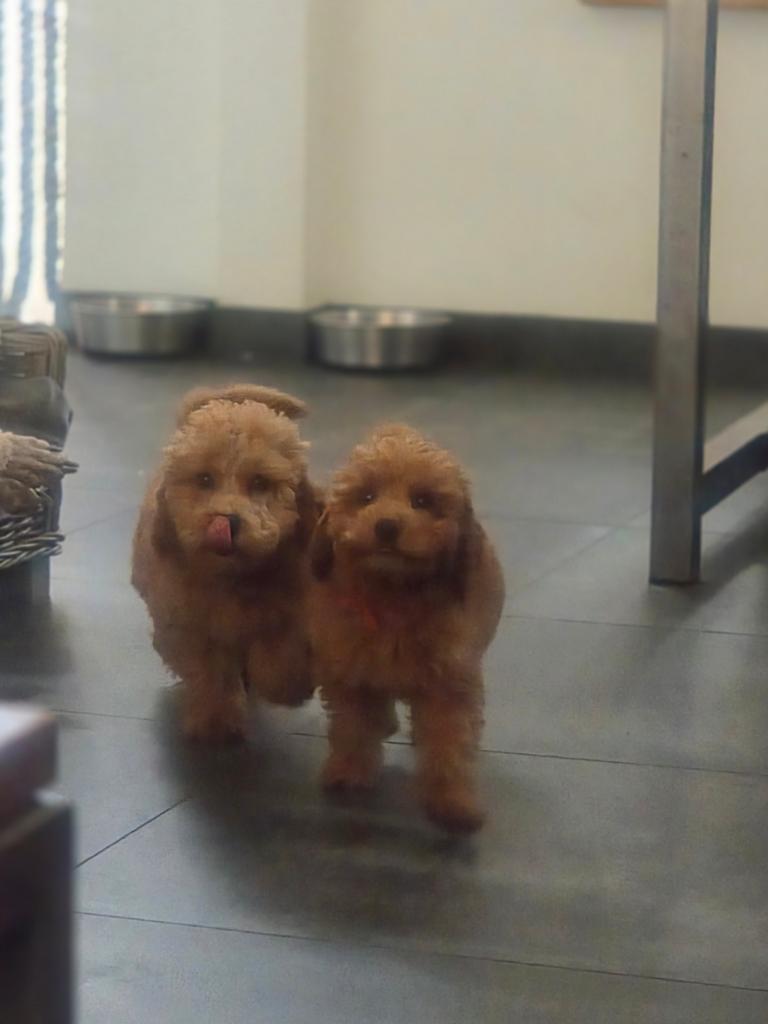 Toypoedel puppys, Overige rassen, 8 tot 15 weken, Meerdere, Meerdere dieren