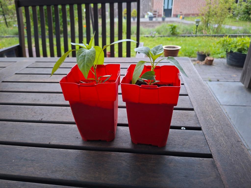 Peperplant, Ophalen of Verzenden, Rond, Kunststof, Minder dan 30 cm