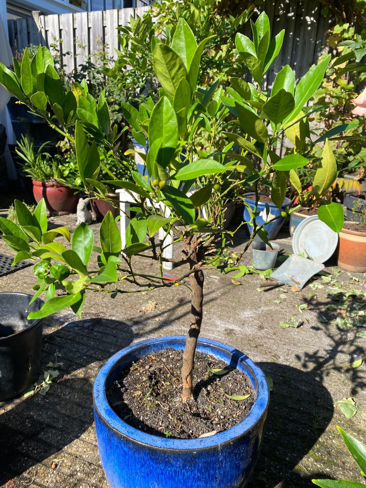 Citrus, Tuin en Terras, Ophalen, Volle zon, Overige soorten, Minder dan 100 cm