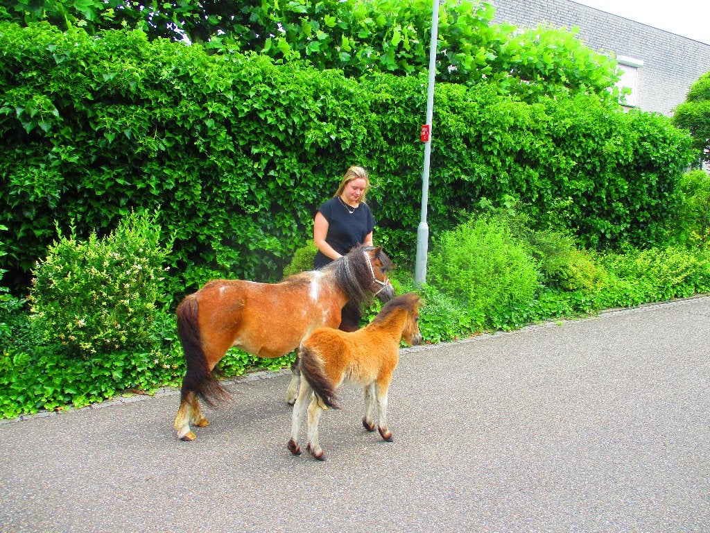 SUPER lieve shetland merrie met veulentje., Merrie