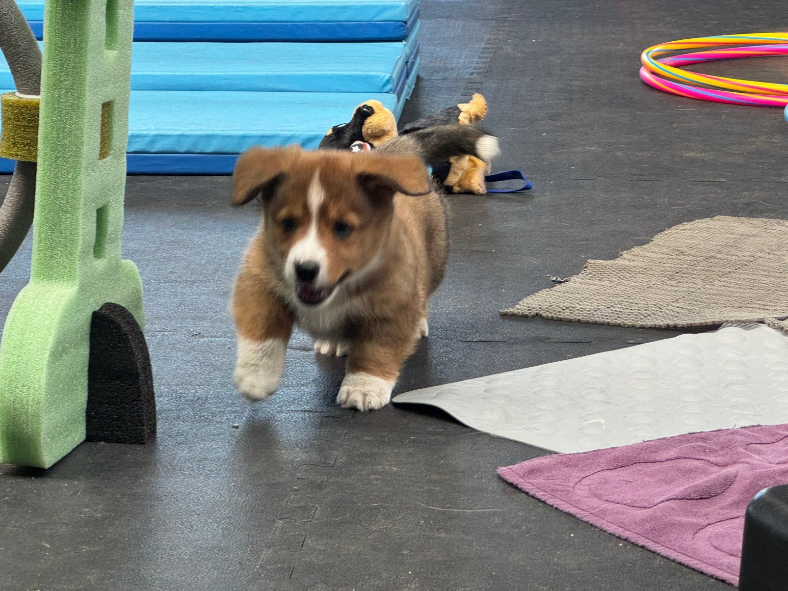 Corgi puppy Reutje ., Parvo, 8 tot 15 weken, Meerdere, Meerdere dieren