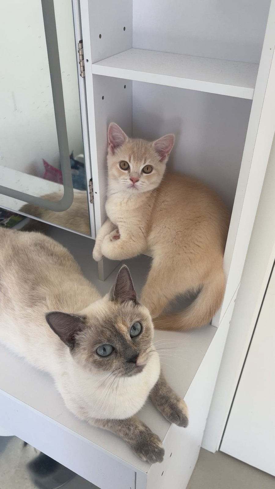 British shorthair kittens, Meerdere dieren, Kortharig, 0 tot 2 jaar