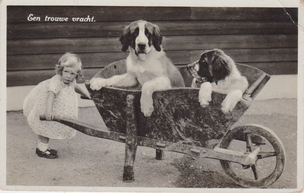 Klein meisje met Sint Bernard Honden. Oude AK.1936, Verzamelen, Verzenden, 1920 tot 1940, Gelopen, Kinderen