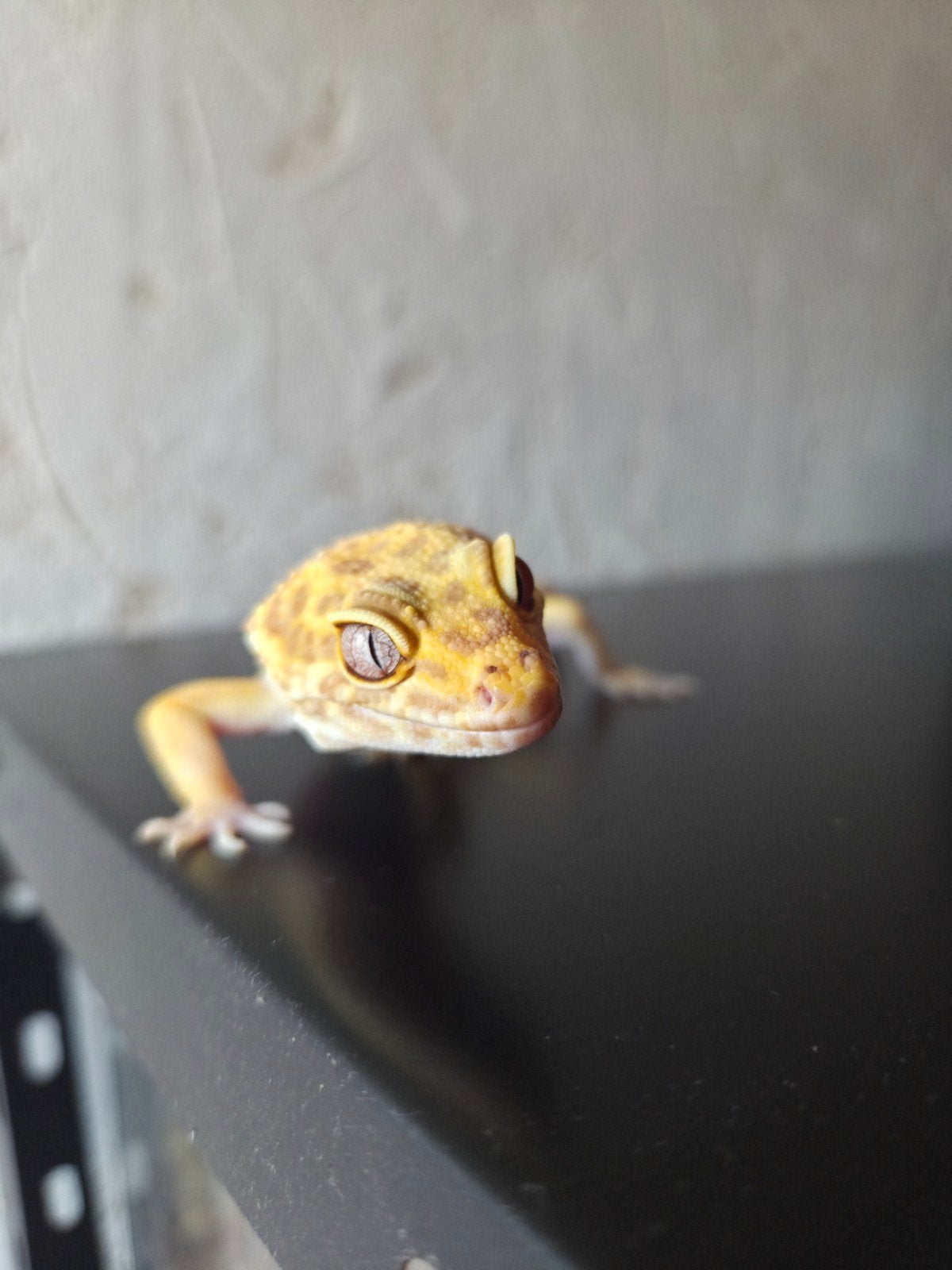 2 Luipaard gekko's met alle toebehoren en terraria