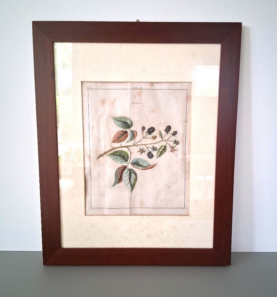 Originele handgekleurde ets Brambosen, Knoop Pomologie 1750, Antiek en Kunst, Kunst | Etsen en Gravures, Ophalen, Ets, 42 cm, Flora en Fauna