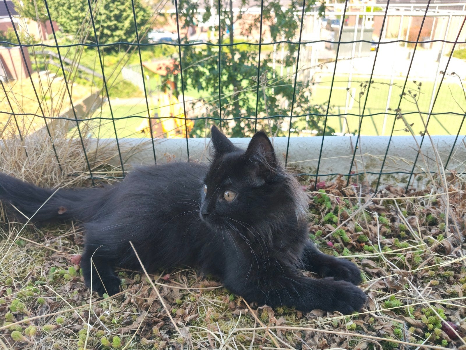 Maine Coon kittens zoeken huisje, Dieren en Toebehoren, Meerdere dieren, Ontwormd, 0 tot 2 jaar