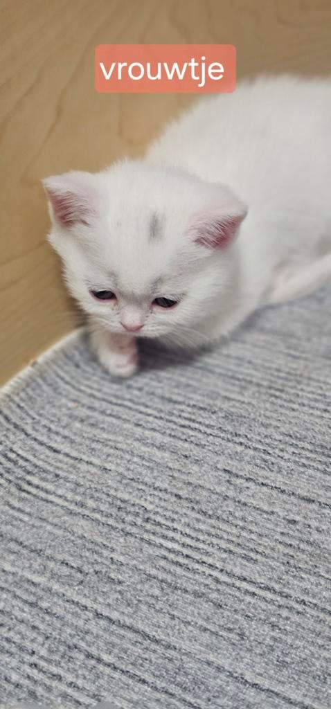 2 kittens een mannetje en een vrouwtje, Dieren en Toebehoren, Katten en Kittens | Raskatten | Langhaar, Meerdere dieren