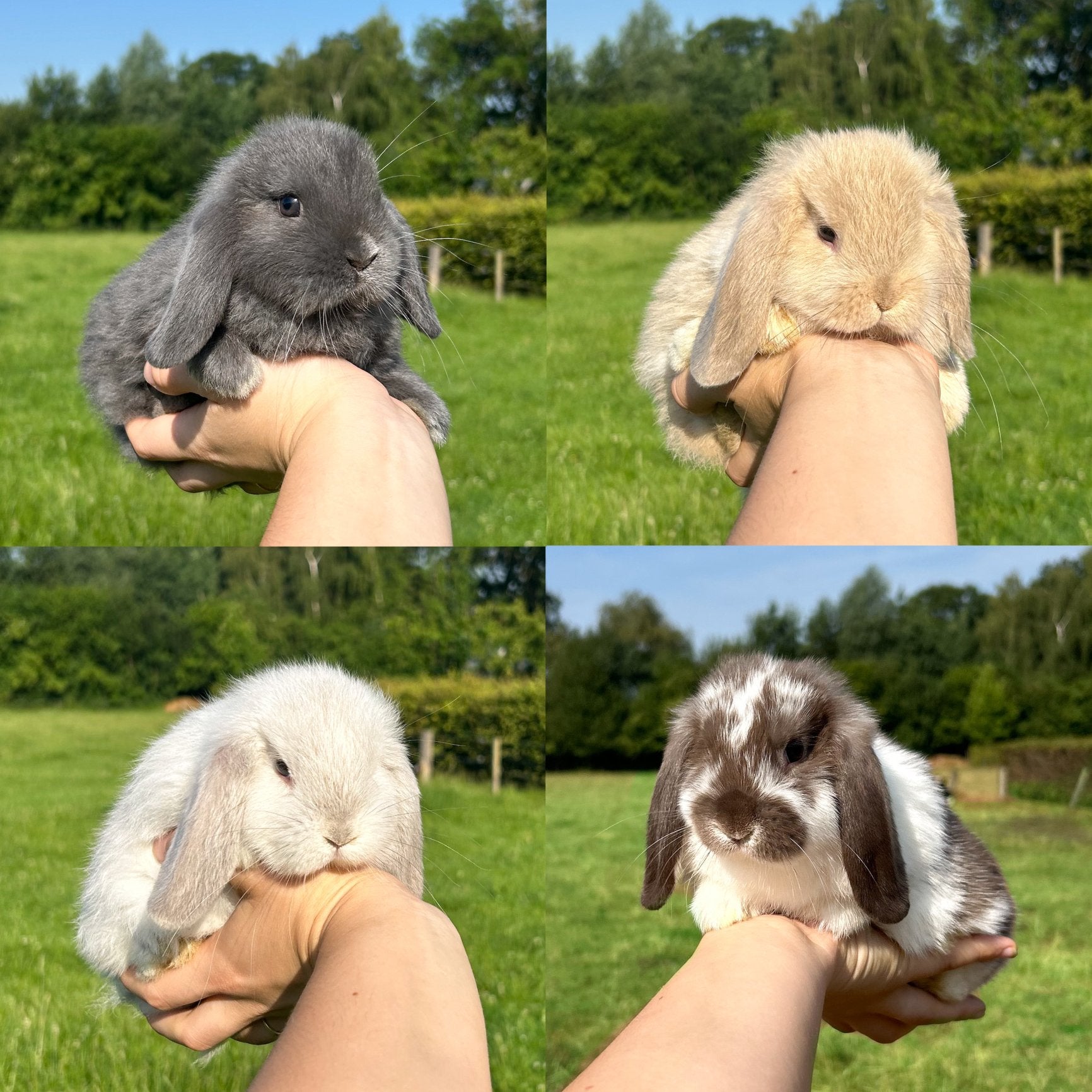 De liefste jonge konijntjes! (Minilop NHD), Meerdere dieren, Dwerg, Hangoor, 0 tot 2 jaar