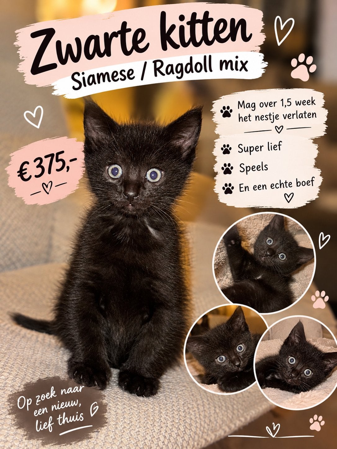 Zwarte Siamese/ragdoll kitten, Geslacht onbekend, Ontwormd, 0 tot 2 jaar