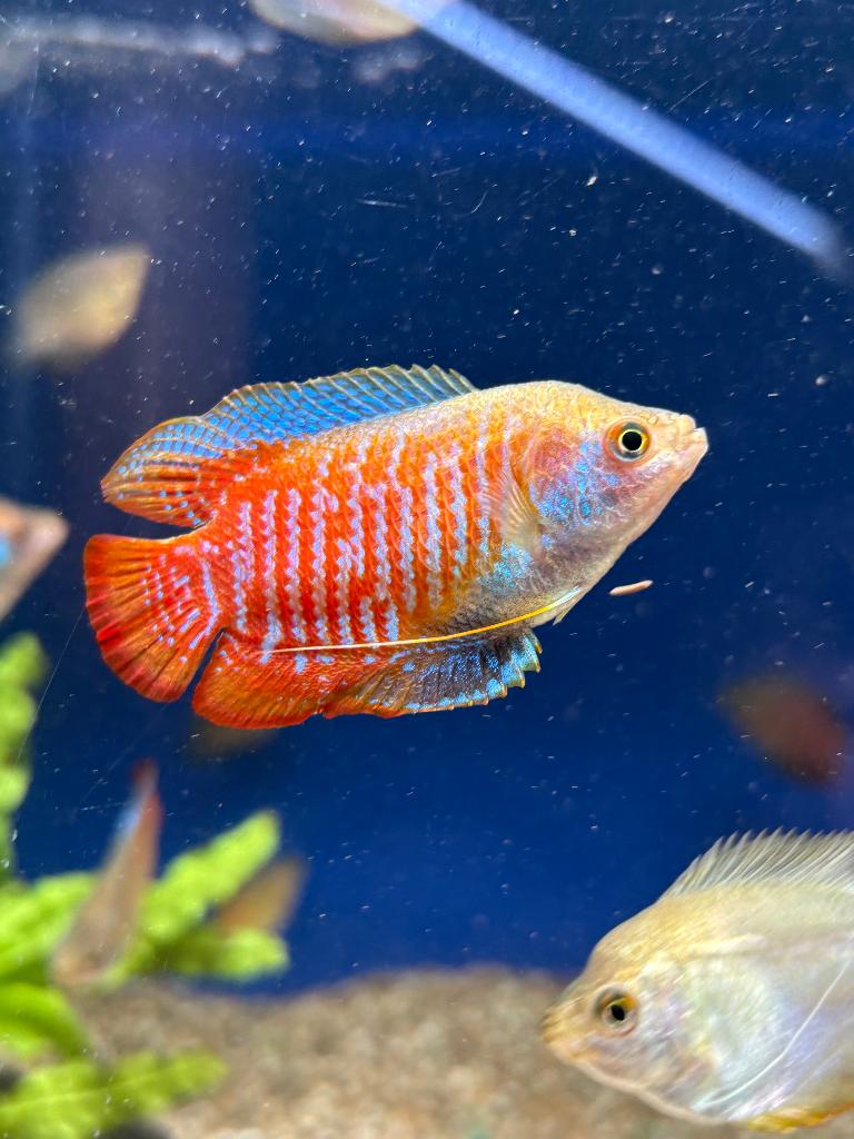 Dwerggoerami (Cosila Lalia), Dieren en Toebehoren, Vis, Zoetwatervis