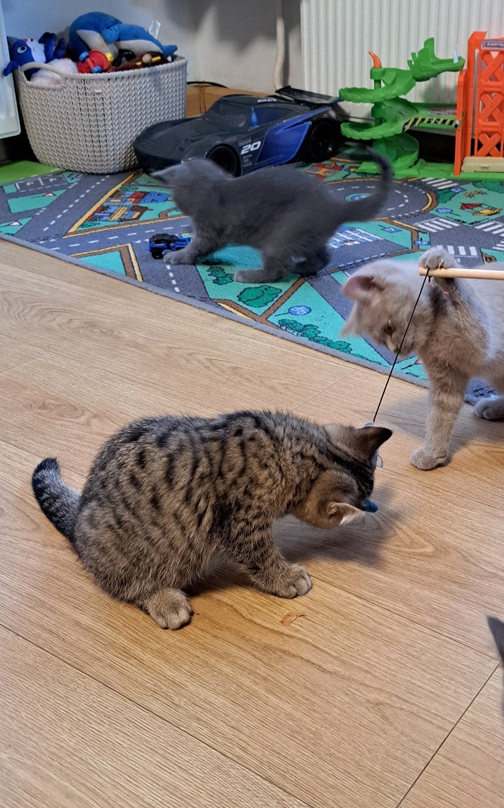 Prachtige Britse Korthaar kittens, Dieren en Toebehoren, Meerdere dieren, Ontwormd, 0 tot 2 jaar