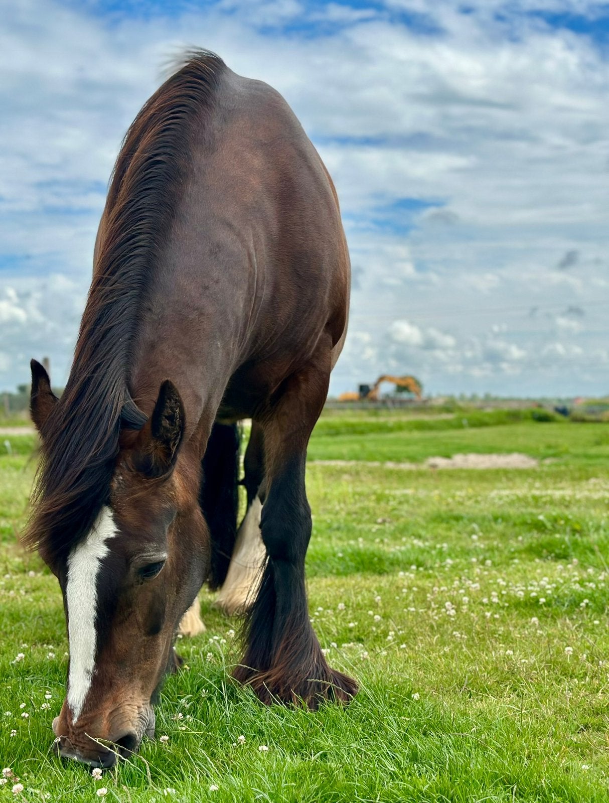Verzorgster gezocht voor Tinkermerrie, Dieren en Toebehoren
