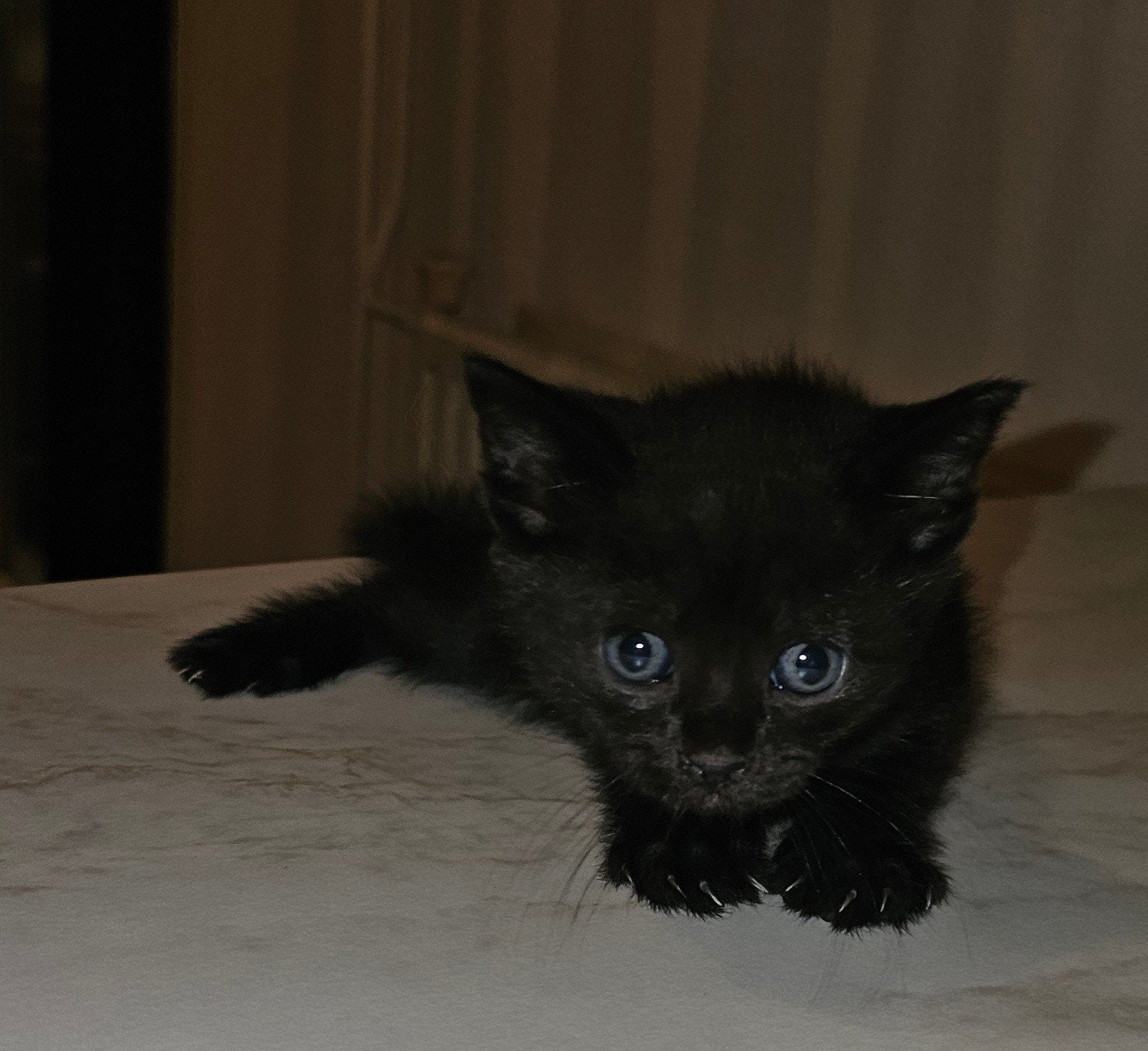 kittens