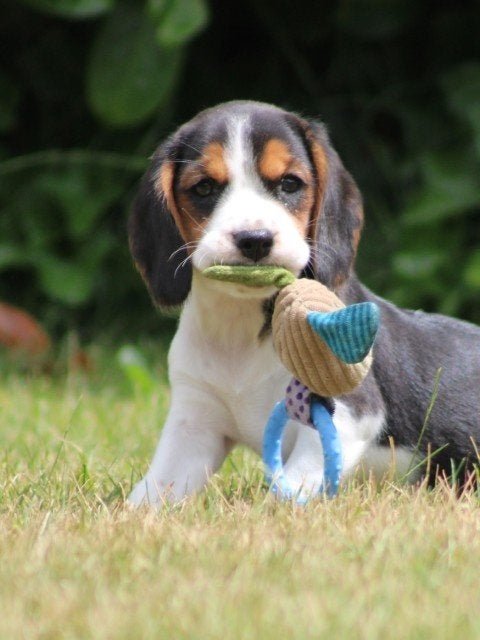beaglier pups, Nederland, Parvo, 8 tot 15 weken, Eén hond