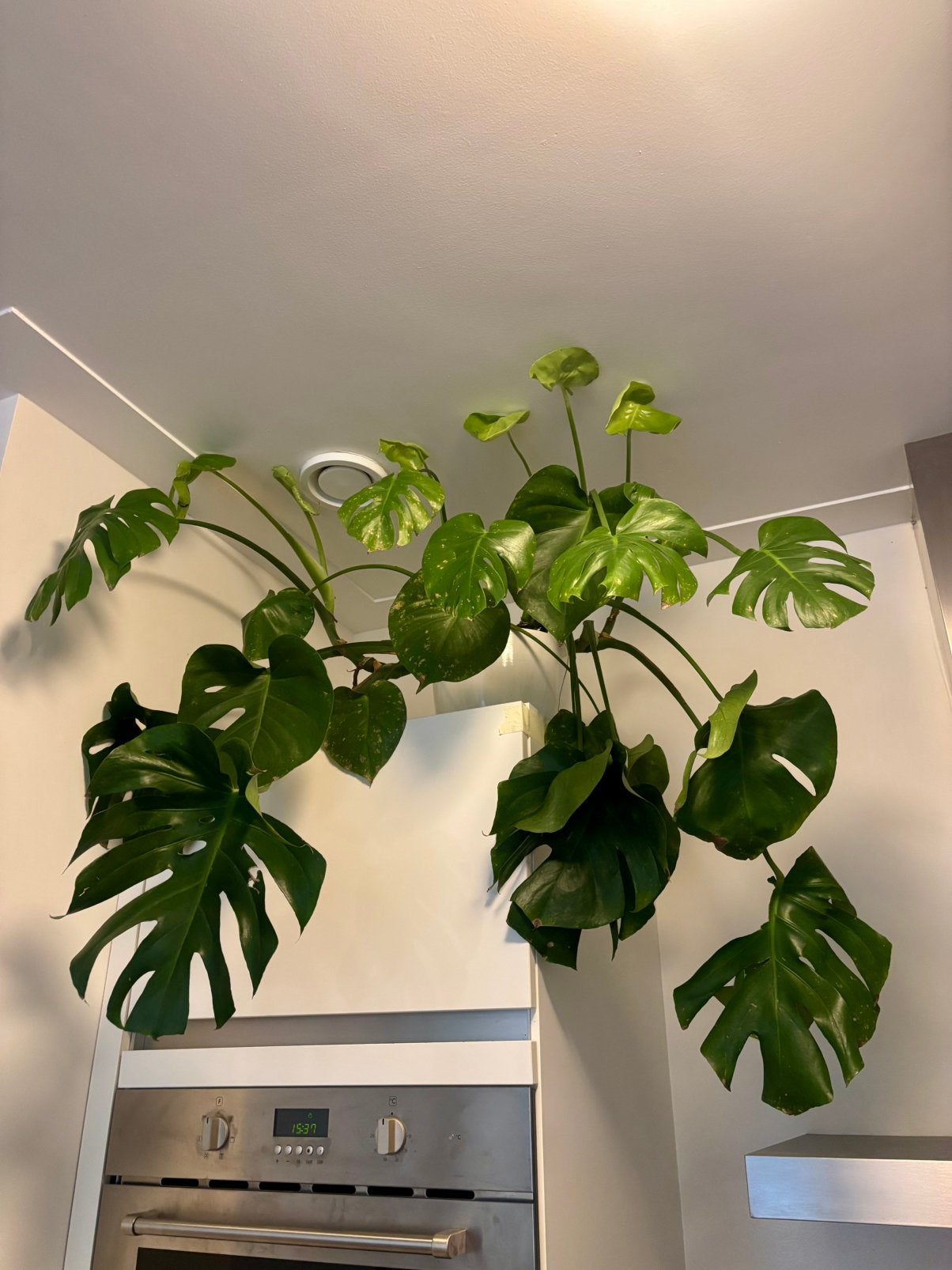 Monsterra large healthy including ceramic pot, Ophalen, Halfschaduw, Minder dan 100 cm